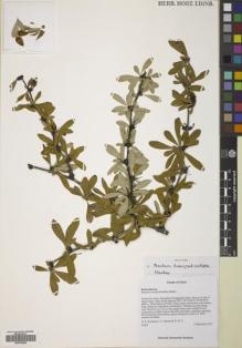 Type specimen at Edinburgh (E). Boufford, David; Harber, Julian; Li, X.: 43402. Barcode: E00758242.
