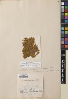 Type specimen at Edinburgh (E). Spruce, Richard: 832. Barcode: E00758411.
