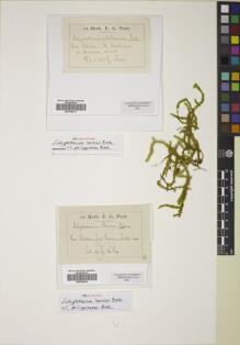 Type specimen at Edinburgh (E). : . Barcode: E00758413.