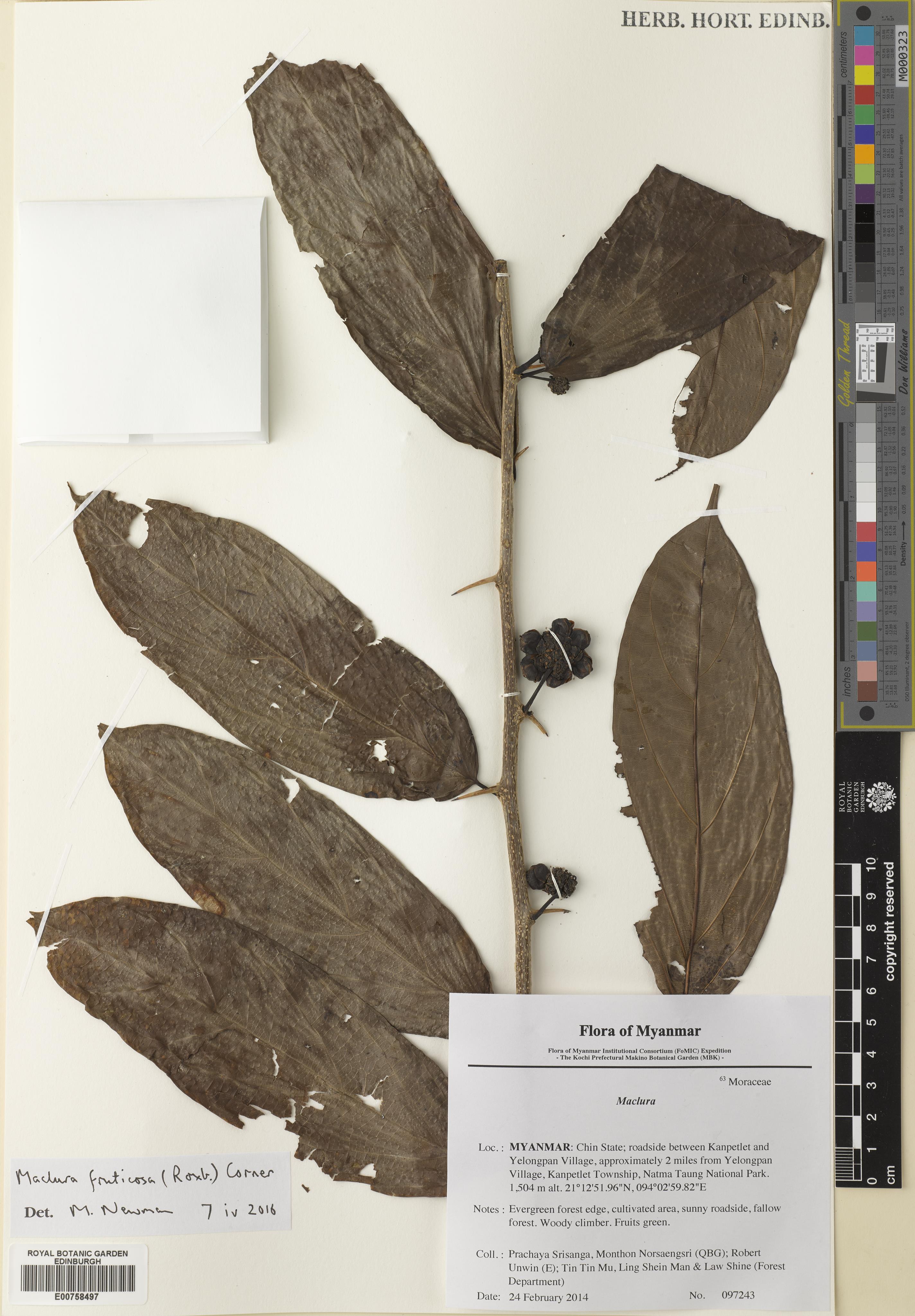 Maclura fruticosa (Maclura fruticosa)