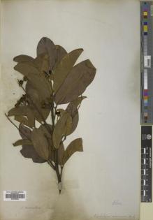 Type specimen at Edinburgh (E). Fraser, Charles: . Barcode: E00758922.
