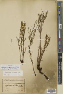 Type specimen at Edinburgh (E). Pritzel, Ernst: 295. Barcode: E00758976.