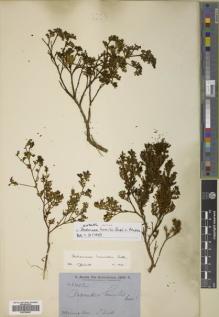 Type specimen at Edinburgh (E). Brown, Robert: 5542. Barcode: E00758997.