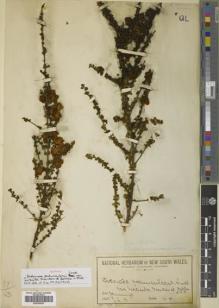Type specimen at Edinburgh (E). Boorman, John: . Barcode: E00759033.