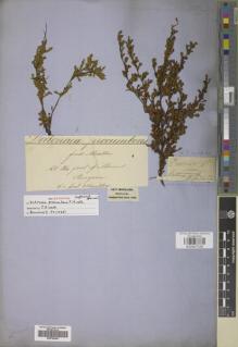 Type specimen at Edinburgh (E). von Mueller, Ferdinand: . Barcode: E00759050.