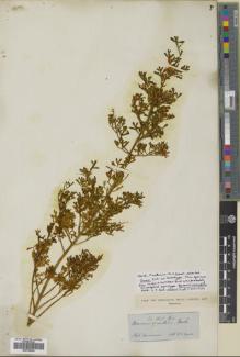Type specimen at Edinburgh (E). Gunn, Ronald: . Barcode: E00759334.