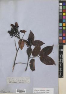 Type specimen at Edinburgh (E). Spruce, Richard: 2577. Barcode: E00759709.
