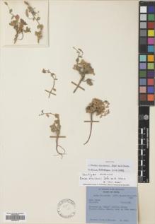 Type specimen at Edinburgh (E). Stainton, John; Sykes, William; Williams, Leonard: 3860. Barcode: E00759710.