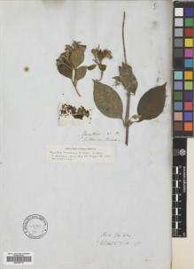 Type specimen at Edinburgh (E). Tweedie, John: . Barcode: E00759712.