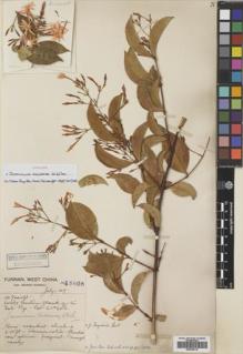 Type specimen at Edinburgh (E). Forrest, George: 15605. Barcode: E00759715.