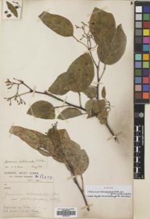Type specimen at Edinburgh (E). Forrest, George: 11472. Barcode: E00759730.