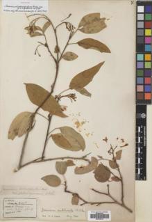 Type specimen at Edinburgh (E). Henry, Augustine: 9107B. Barcode: E00759734.
