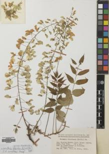 Type specimen at Edinburgh (E). Hotta, Mitsuru: 16502. Barcode: E00759784.