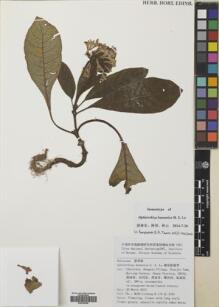 Type specimen at Edinburgh (E). : 5191. Barcode: E00759786.