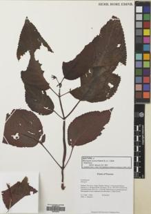 Type specimen at Edinburgh (E). Clark, J.L.: 12564. Barcode: E00759787.