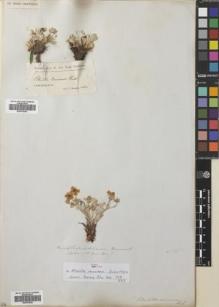 Type specimen at Edinburgh (E). Drummond, Andrew: . Barcode: E00763042.