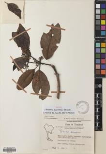 Type specimen at Edinburgh (E). Hansen, Bertel & Smitinand, Tem: 12131. Barcode: E00765319.