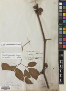 Type specimen at Edinburgh (E). Wallich, Nathaniel: 6030. Barcode: E00765350.