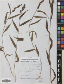 Type specimen at Edinburgh (E). Cuming, Hugh: 554. Barcode: E00765351.