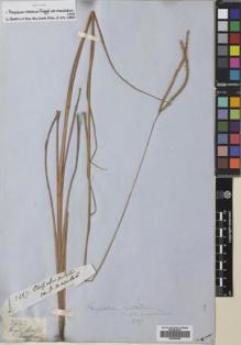 Type specimen at Edinburgh (E). Gardner, G.: 3497. Barcode: E00765354.