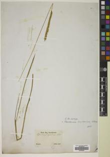 Type specimen at Edinburgh (E). Sellow, Friedrich: . Barcode: E00765355.
