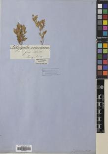 Type specimen at Edinburgh (E). von Mueller, Ferdinand: . Barcode: E00765406.