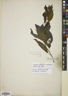 Type specimen at Edinburgh (E). Sieber, Franz(e): 243. Barcode: E00766069.