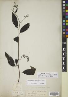 Type specimen at Edinburgh (E). Roxburgh, William: WALL 907. Barcode: E00766186.