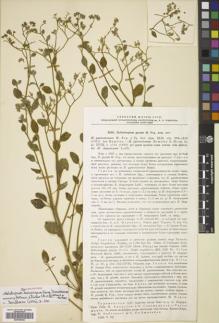 Type specimen at Edinburgh (E). Androssov, N.; Seidmuradov, O: 3555. Barcode: E00766445.