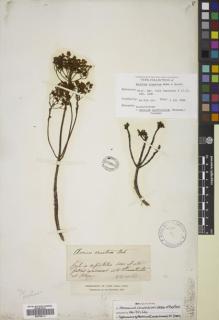 Type specimen at Edinburgh (E). : . Barcode: E00768111.