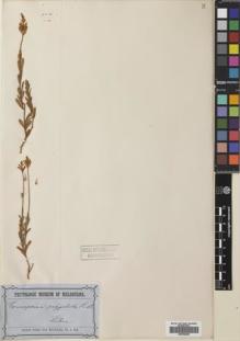 Type specimen at Edinburgh (E). von Mueller, Ferdinand: . Barcode: E00769664.