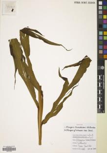 Type specimen at Edinburgh (E). Santika, Yessi: 430. Barcode: E00770248.