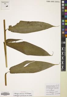 Type specimen at Edinburgh (E). Hendrian, S.A., Newman, Mark; Scott, Steve; Saleh, Nazre M; Supriadi, Dadi: 872. Barcode: E00770251.