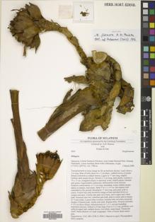 Type specimen at Edinburgh (E). Poulsen, Axel; Firdaus; Gaji: 2655. Barcode: E00770258.
