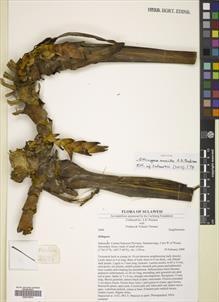 Type specimen at Edinburgh (E). Poulsen, Axel; Firdaus; Thomas, Yohanis: 2646. Barcode: E00770274.