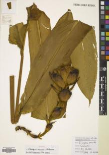 Type specimen at Edinburgh (E). Poulsen, Axel; Firdaus; Thomas, Yohanis: 2646. Barcode: E00770275.