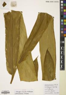 Type specimen at Edinburgh (E). Poulsen, Axel; Firdaus; Thomas, Yohanis: 2646. Barcode: E00770277.