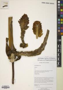 Type specimen at Edinburgh (E). Hendrian, S.A., Newman, Mark; Scott, Steve; Saleh, Nazre M; Supriadi, Dadi: 937. Barcode: E00770366.