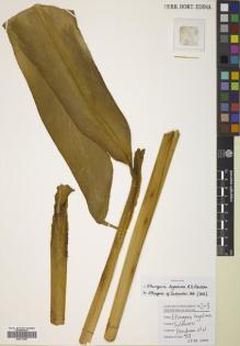 Type specimen at Edinburgh (E). Hendrian, S.A., Newman, Mark; Scott, Steve; Saleh, Nazre M; Supriadi, Dadi: 937. Barcode: E00770367.
