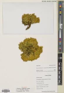 Type specimen at Edinburgh (E). Timana, M.: 3767. Barcode: E00770410.