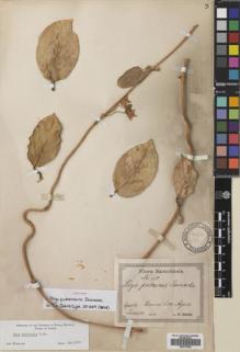 Type specimen at Edinburgh (E). Reinecke, F.: 220. Barcode: E00770422.