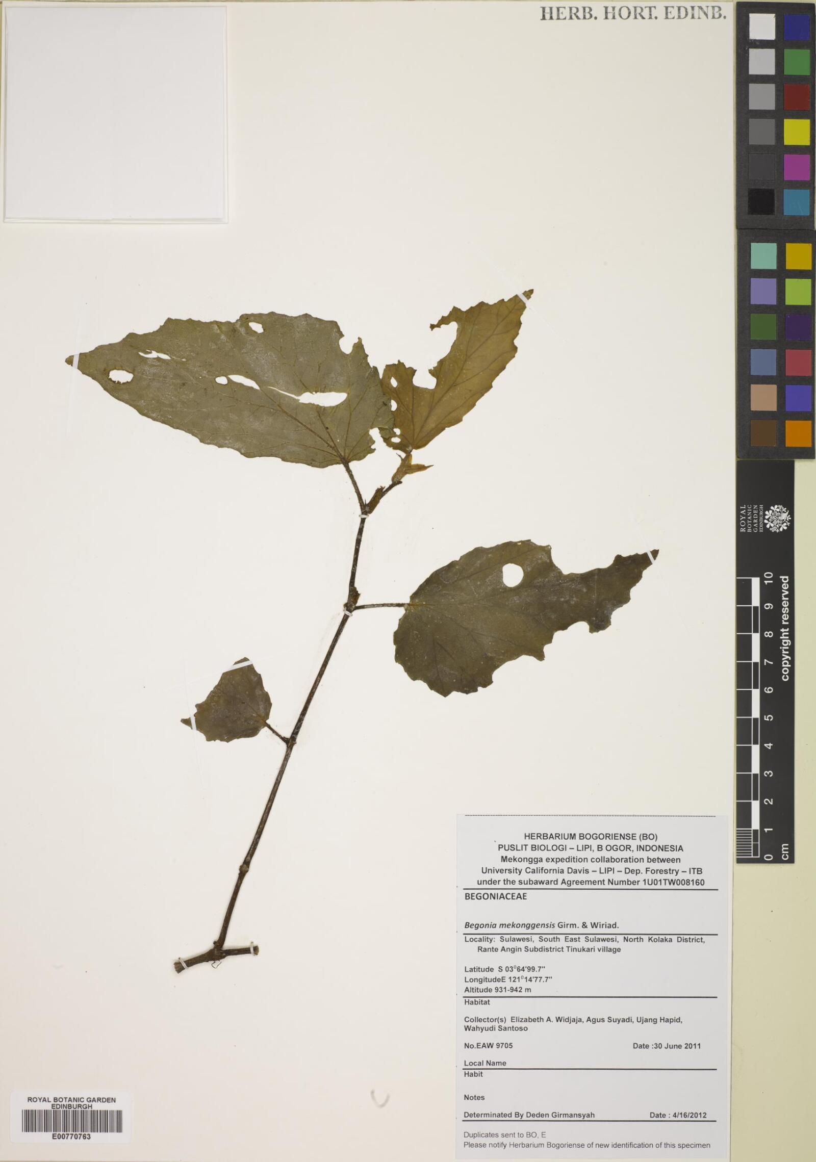 Begonia mekonggensis (Begonia mekonggensis)