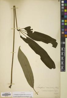 Type specimen at Edinburgh (E). Forrest, George: 11665. Barcode: E00771991.