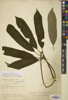 Type specimen at Edinburgh (E). Forrest, George: 11665. Barcode: E00771992.
