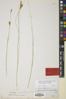 Type specimen at Edinburgh (E). Cuming, Hugh: 1002. Barcode: E00772240.