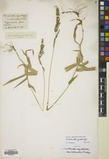 Type specimen at Edinburgh (E). Kuntze, Carl: . Barcode: E00772254.