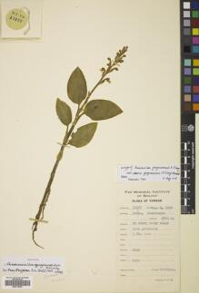 Type specimen at Edinburgh (E). Yu, Tse-tsun: 17277. Barcode: E00772353.