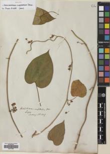 Type specimen at Edinburgh (E). Cuming, Hugh: 1449. Barcode: E00773596.