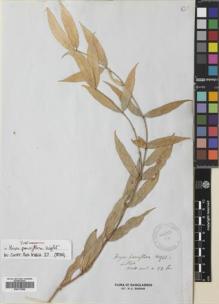 Type specimen at Edinburgh (E). Wallich, Nathaniel: ASCL. 33B. Barcode: E00773598.