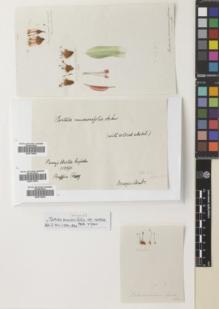 Type specimen at Edinburgh (E). Edwards, John: . Barcode: E00774532.